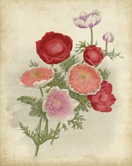 Anemone Florilegium