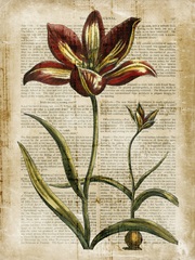 Antiquarian Tulips I