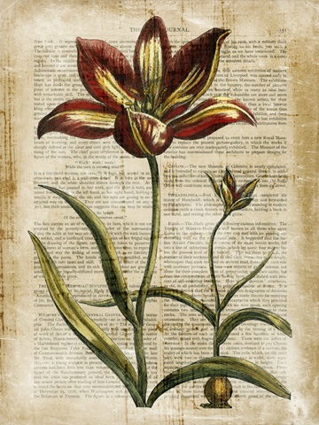 Antiquarian Tulips I