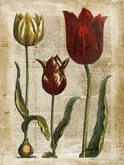 Antiquarian Tulips II