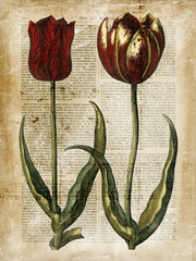 Antiquarian Tulips IV