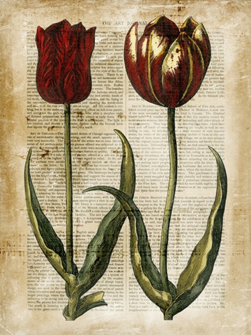 Antiquarian Tulips IV
