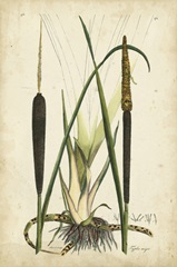 Antique Cattail I