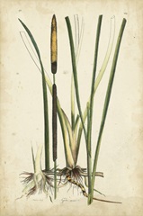 Antique Cattail II