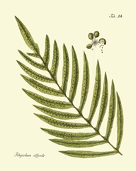 Antique Fern I