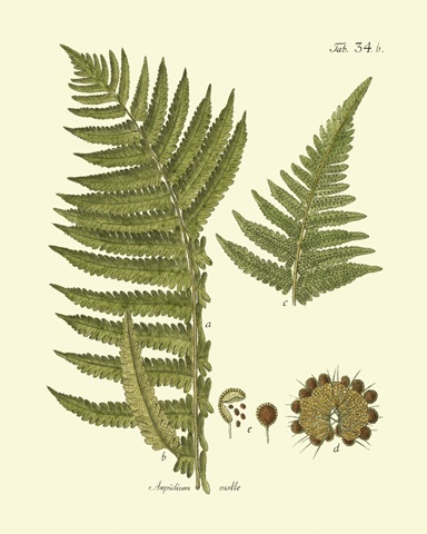 Antique Fern III