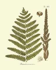 Antique Fern VI