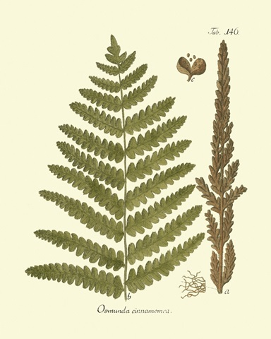 Antique Fern VI