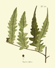 Antique Fern VII