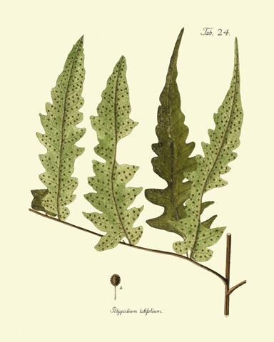 Antique Fern VII