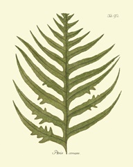 Antique Fern VIII