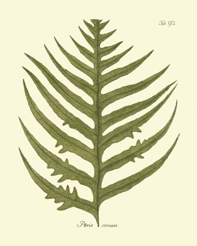 Antique Fern VIII