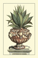 Antique Munting Aloe IV