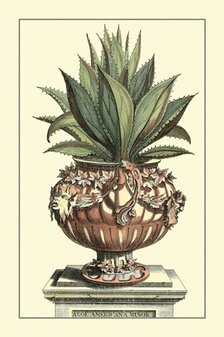 Antique Munting Aloe IV