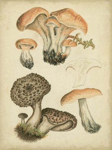 Antique Mushrooms I