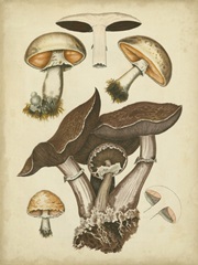 Antique Mushrooms II