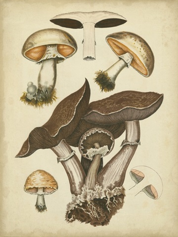 Antique Mushrooms II