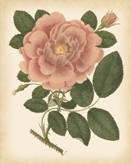 Antique Rose I