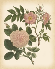 Antique Rose II
