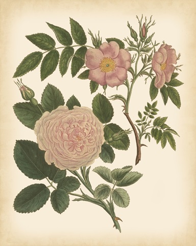 Antique Rose II