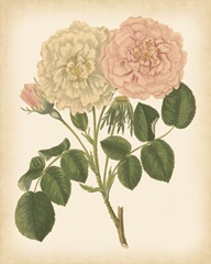 Antique Rose III
