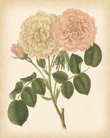 Antique Rose III