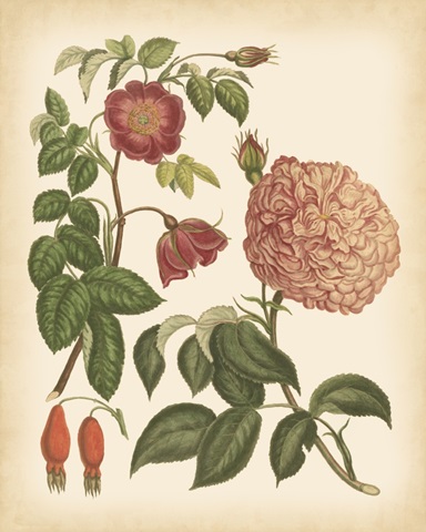 Antique Rose IV