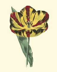 Antique Tulip I