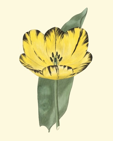 Antique Tulip II
