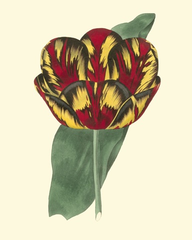 Antique Tulip III