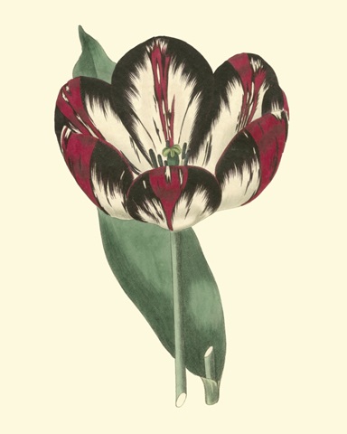 Antique Tulip IV