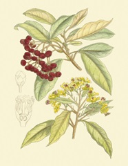 Berries and Blossoms I