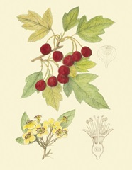 Berries and Blossoms III