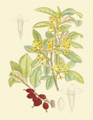 Berries and Blossoms IV