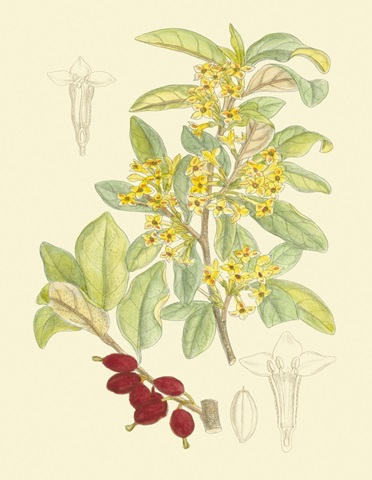 Berries and Blossoms IV