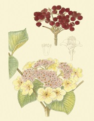 Berries and Blossoms V