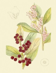 Berries and Blossoms VI