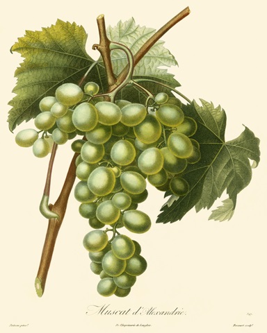 Bessa Grapes I