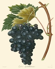 Bessa Grapes II