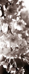 Blossom Triptych II