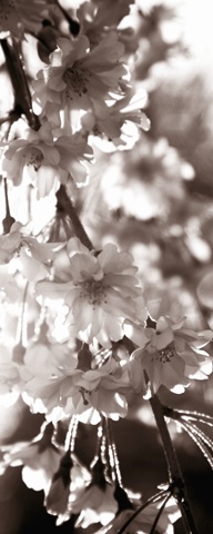 Blossom Triptych II
