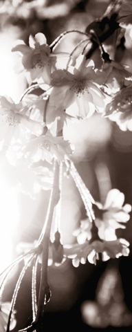 Blossom Triptych III