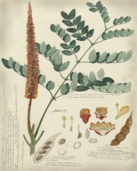 Botanical by Descube II