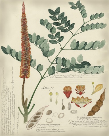 Botanical by Descube II