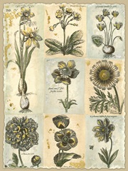 Botanical Patchwork I