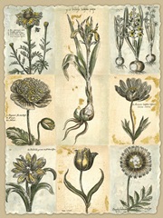 Botanical Patchwork II