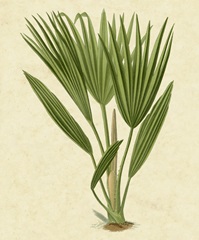 Bourbon Palm