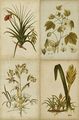 Botanical Montage II