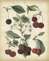 Calwer Common Cherry