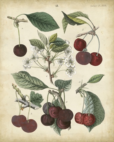 Calwer Common Cherry